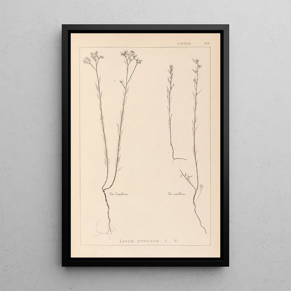 Louis Antoine Cusin - Herbier de la flore franaise Pl0012.webp