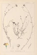 Herbier de la flore française Pl0013 - Louis Antoine Cusin — widok dzieła