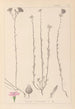 Herbier de la flore française Pl0014 - Louis Antoine Cusin — widok dzieła
