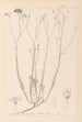 Herbier de la flore française Pl0015 - Louis Antoine Cusin — widok dzieła