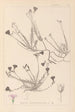 Herbier de la flore française Pl0016 - Louis Antoine Cusin — widok dzieła