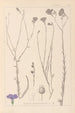 Herbier de la flore française Pl0017 - Louis Antoine Cusin — widok dzieła