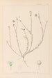 Herbarium francuskiej flory Pl0018 - Louis Antoine Cusin — widok dzieła