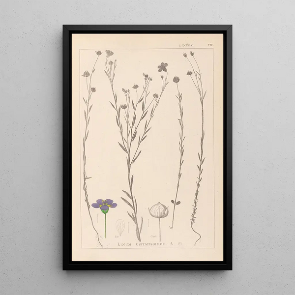 Louis Antoine Cusin - Herbier de la flore franaise Pl0019.webp