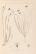 Herbier de la flore française Pl0020 - Louis Antoine Cusin — widok dzieła