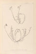 Herbarium francuskiej flory Pl0021 - Louis Antoine Cusin — widok dzieła