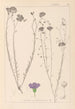 Herbier de la flore française Pl0022 - Louis Antoine Cusin — widok dzieła