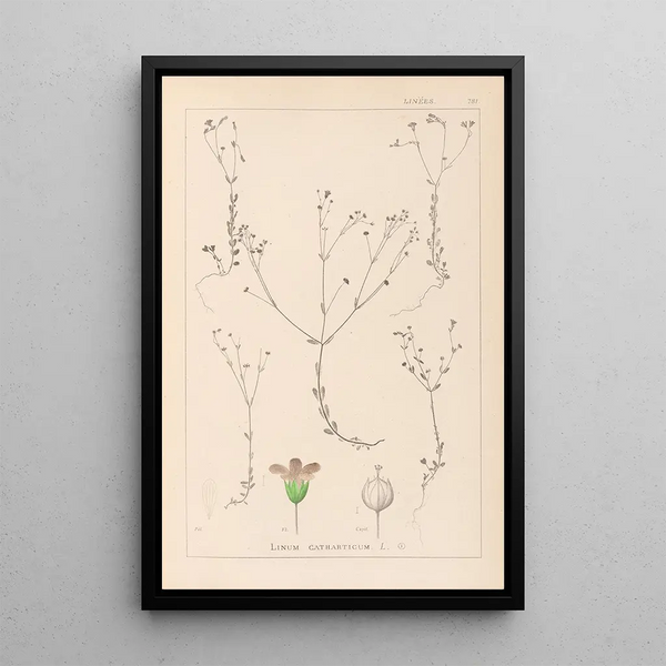 Louis Antoine Cusin - Herbier de la flore franaise Pl0023.webp