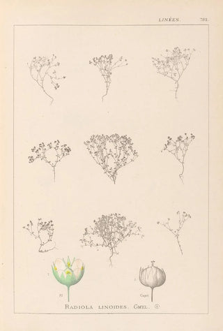 Louis Antoine Cusin - Herbier de la flore franaise Pl0024.webp