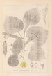 Herbier de la flore française Pl0025 - Louis Antoine Cusin — widok dzieła
