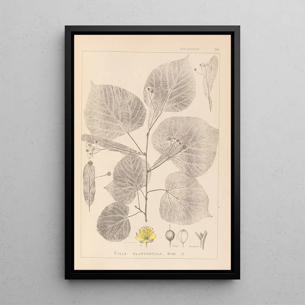 Louis Antoine Cusin - Herbier de la flore franaise Pl0025.webp