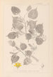 Herbier de la flore française Pl0026 - Louis Antoine Cusin — widok dzieła