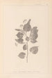 Herbier de la flore française Pl0027 - Louis Antoine Cusin — widok dzieła