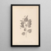 Herbier de la flore française Pl0027 - Louis Antoine Cusin — oprawiony obraz na ścianie