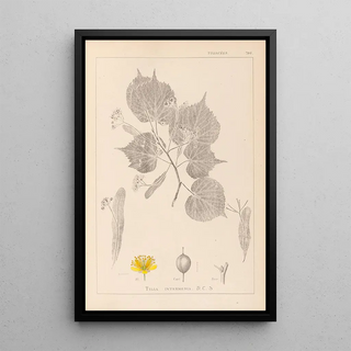 Louis Antoine Cusin - Herbier de la flore franaise Pl0028.webp