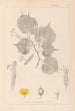 Herbier de la flore française Pl0028 - Louis Antoine Cusin — widok dzieła