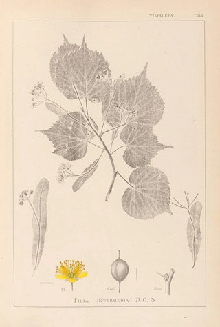 Louis Antoine Cusin - Herbier de la flore franaise Pl0028.webp