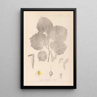 Louis Antoine Cusin - Herbier de la flore franaise Pl0030.webp