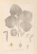 Herbier de la flore française Pl0030 - Louis Antoine Cusin — widok dzieła