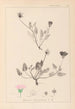 Herbier de la flore française Pl0031 - Louis Antoine Cusin — widok dzieła