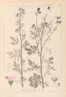 Herbier de la flore française Pl0032 - Louis Antoine Cusin — widok dzieła