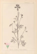 Herbier de la flore française Pl0033 - Louis Antoine Cusin — widok dzieła