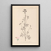 Herbier de la flore française Pl0033 - Louis Antoine Cusin — oprawiony obraz na ścianie
