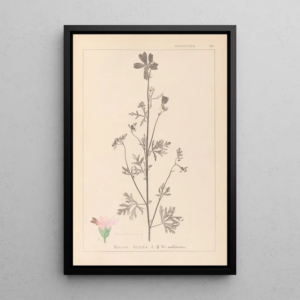 Louis Antoine Cusin - Herbier de la flore franaise Pl0033.webp
