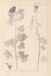 Herbier de la flore française Pl0034 - Louis Antoine Cusin — widok dzieła