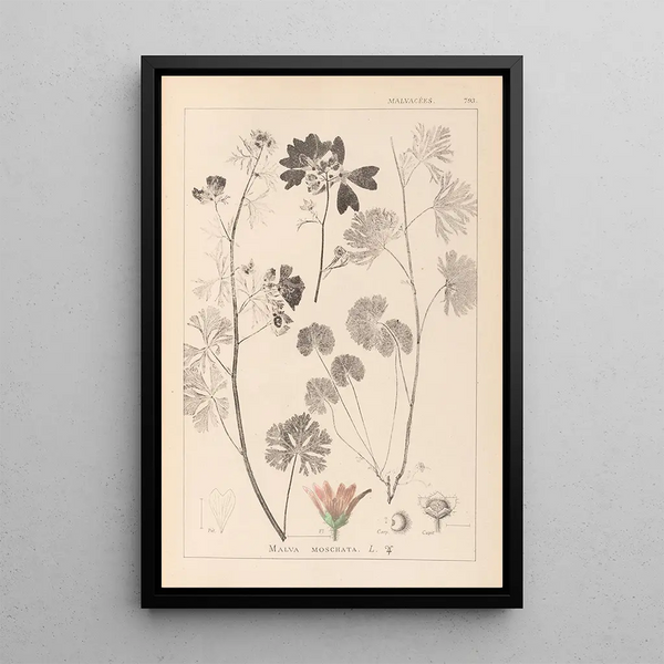 Louis Antoine Cusin - Herbier de la flore franaise Pl0035.webp