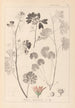 Herbier de la flore française Pl0035 - Louis Antoine Cusin — widok dzieła
