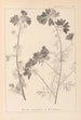 Herbier de la flore française Pl0036 - Louis Antoine Cusin — widok dzieła