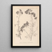 Herbier de la flore française Pl0036 - Louis Antoine Cusin — oprawiony obraz na ścianie
