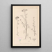 Herbarium francuskiej flory Pl0037 - Louis Antoine Cusin — oprawiony obraz na ścianie