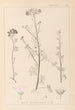 Herbarium francuskiej flory Pl0037 - Louis Antoine Cusin — widok dzieła