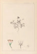 Herbarium francuskiej flory Pl0038 - Louis Antoine Cusin — widok dzieła