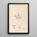 Herbarium francuskiej flory Pl0038 - Louis Antoine Cusin — oprawiony obraz na ścianie