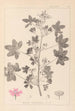 Herbier de la flore française Pl0039 - Louis Antoine Cusin — widok dzieła