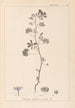 Herbier de la flore française Pl0040 - Louis Antoine Cusin — widok dzieła