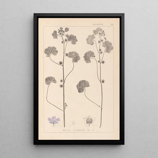 Louis Antoine Cusin - Herbier de la flore franaise Pl0041.webp