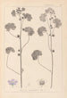 Herbier de la flore française Pl0041 - Louis Antoine Cusin — widok dzieła
