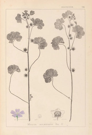 Louis Antoine Cusin - Herbier de la flore franaise Pl0041.webp