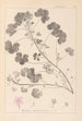 Herbier de la flore française Pl0042 - Louis Antoine Cusin — widok dzieła