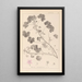 Herbier de la flore française Pl0042 - Louis Antoine Cusin — oprawiony obraz na ścianie