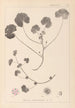 Herbier de la flore française Pl0043 - Louis Antoine Cusin — widok dzieła