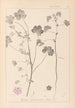 Herbier de la flore française Pl0044 - Louis Antoine Cusin — widok dzieła