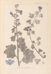 Herbier de la flore française Pl0045 - Louis Antoine Cusin — widok dzieła