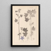 Herbier de la flore française Pl0046 - Louis Antoine Cusin — oprawiony obraz na ścianie