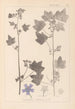 Herbier de la flore française Pl0046 - Louis Antoine Cusin — widok dzieła