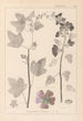 Herbier de la flore française Pl0047 - Louis Antoine Cusin — widok dzieła